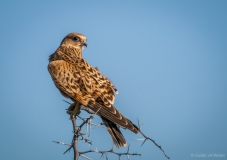Bird of prey in Namibia